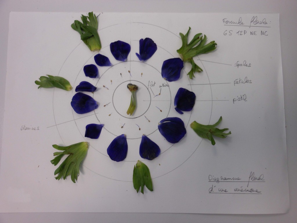 Beau diagramme de dissection florale