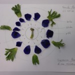 Beau diagramme de dissection florale